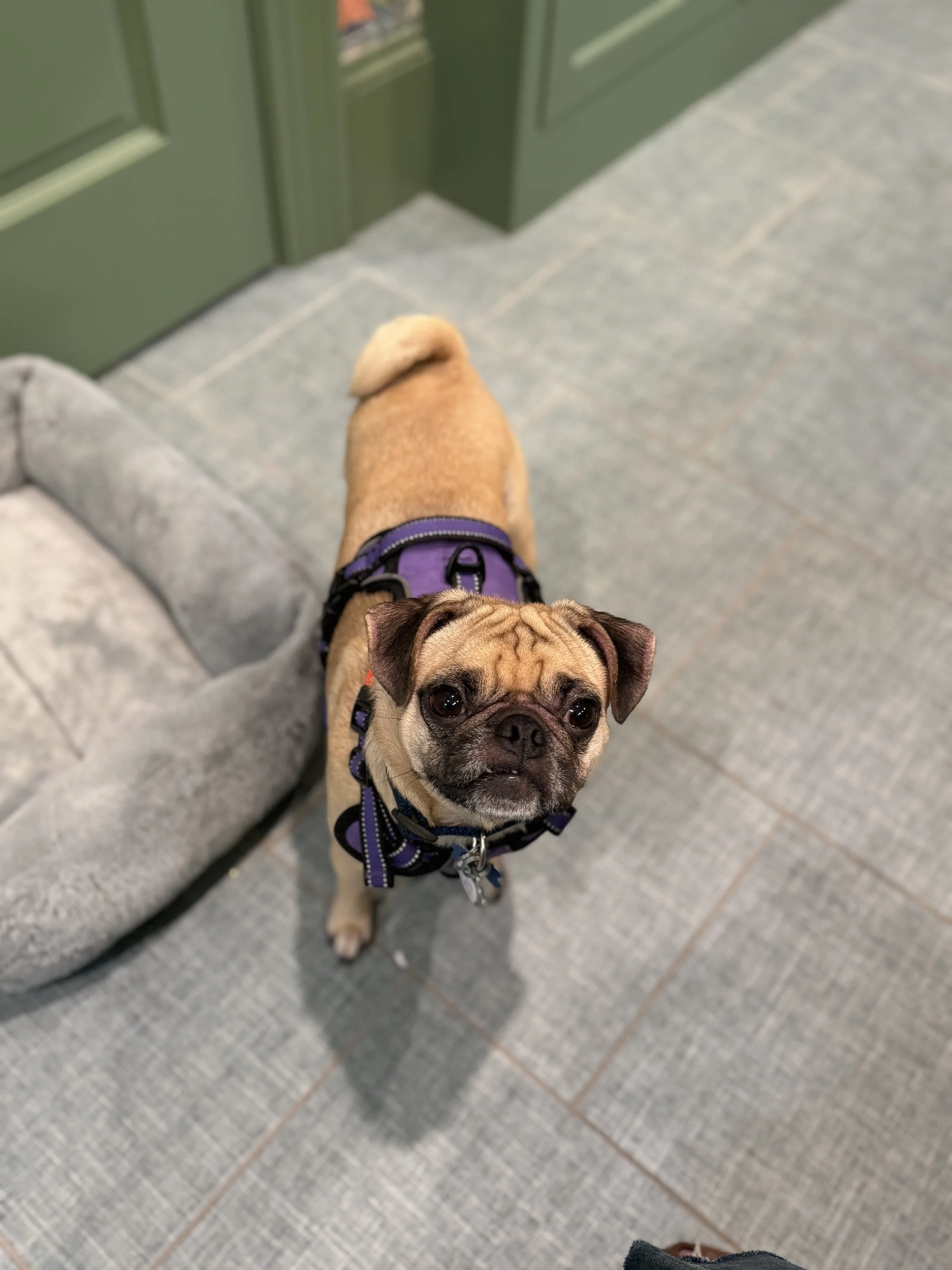 Fawn — Available Pugs | Adopt a Pug Now — DFW Pug Rescue